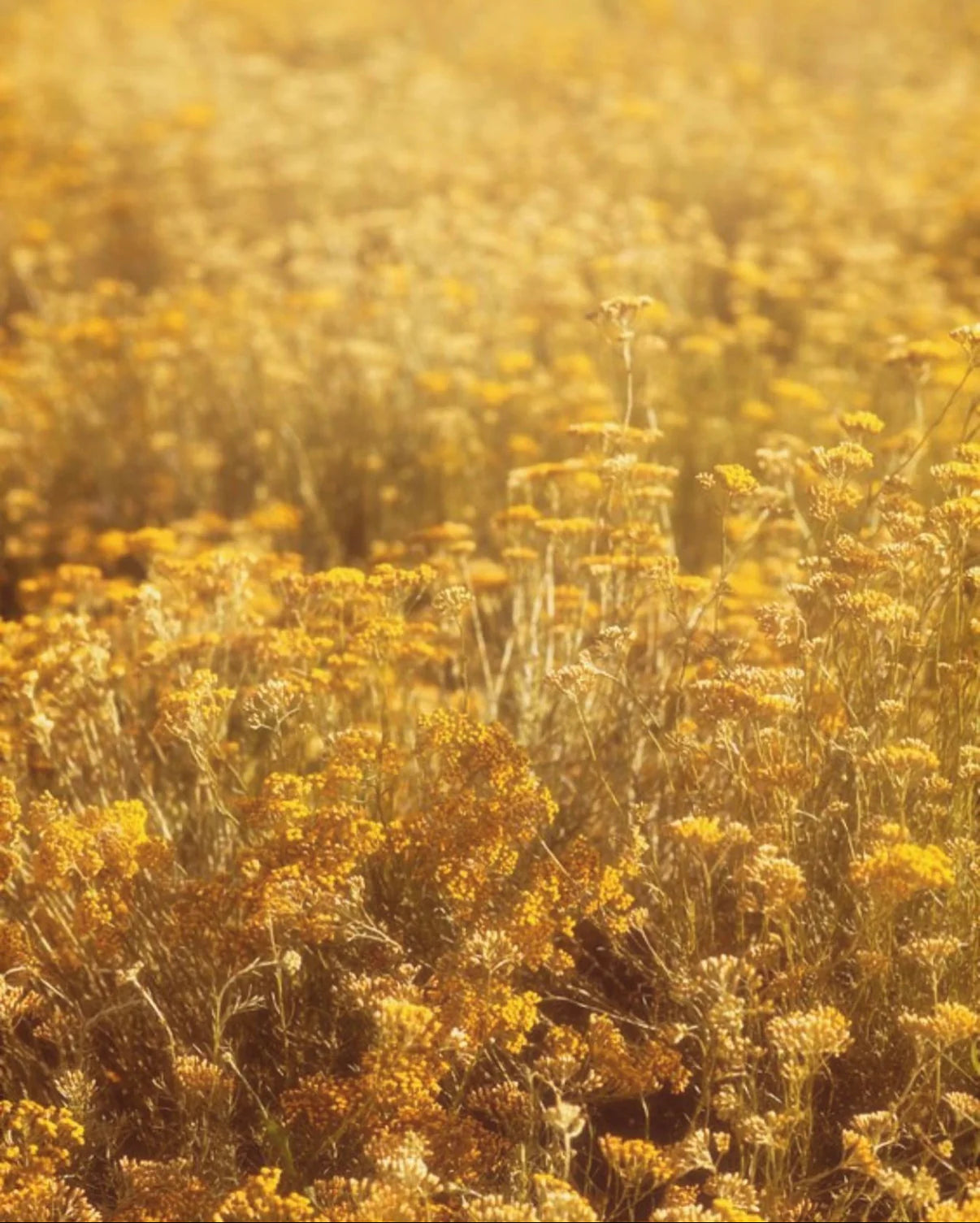 Champ Immortelle de Corse de l'Huile pour cheveux à l'Immortelle Bio avec pipette, nutrition et pousse
