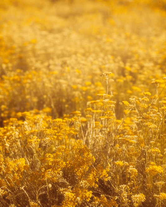 Les Effets Miraculeux de l’Huile Capillaire à l’Immortelle + 4 secrets sur ses pouvoirs